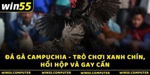 Đá Gà Campuchia - Trò Chơi Xanh Chín, Hồi Hộp Và Gay Cấn