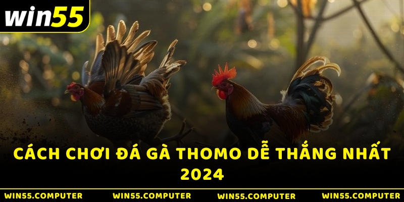 Cách chơi đá gà thomo dễ thắng nhất 2024