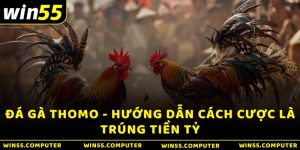 Đá gà Thomo - Hướng dẫn cách cược là trúng tiền tỷ