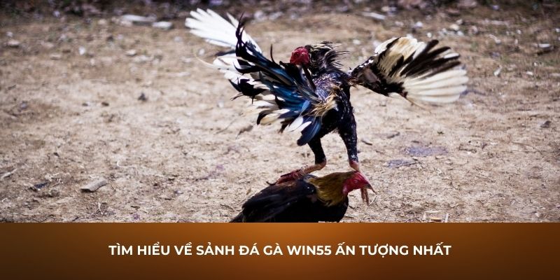 tìm hiểu về sảnh đá gà win55